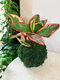 Rainbow Peperomia Kokedama