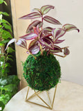 Tradescantia Zebrina Kokedama