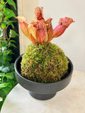 American Carnivorous Pitcher Kokedama