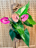 Purple Anthurium Mounted Wall Plant