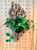 Hoya Mathilde Mounted Wall Plant