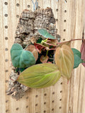 Philodendron Micans Mounted Wall Plant