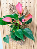 Pink Anthurium Mounted Wall Plant
