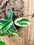 Hoya Krimson Queen Mounted Wall Plant