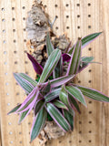 Purple Oyster Plant Mounted Wall Plant