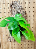 Mini Monstera Mounted Wall Plant