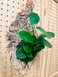 Hoya Australis Mounted Wall Plant