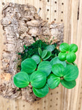 Peperomia Hope Mounted Wall Plant