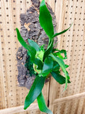 Staghorn Fern Mounted Wall Plant
