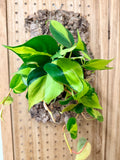 Philodendron Brasil Mounted Wall Plant