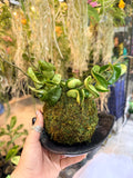 Hoya Hindu Rope Kokedama