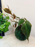 Philodendron Micans Kokedama