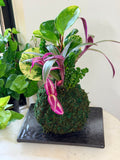 Tropical Arrangement Kokedama