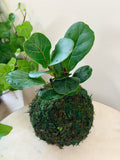 Fiddle Leaf Fig 'Bambino' (Dwarf Fiddle Leaf Fig) Kokedama