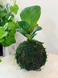Petite Fiddle Leaf Fig Kokedama