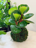 Baby Rubber Plant Petite Kokedama