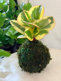 Variegated Baby Rubber Plant Petite Kokedama