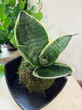 Snake Plant Petite Kokedama