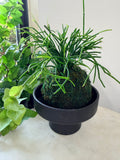 Rhipsalis( Mistletoe Cactus) Kokedama