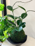 Hoya Australis Kokedama
