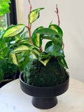 Hoya Krimson Princess Kokedama
