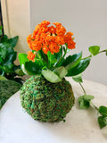 Orange Petite Rose Kalanchoe Kokedama