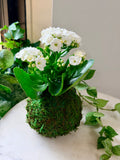 White Petite Rose Kalanchoe Kokedama