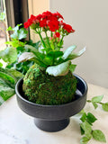 Red Petite Rose Kalanchoe Kokedama