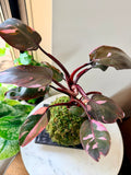 Pink Princes Philodendron Kokedama