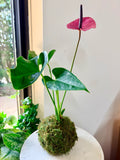 A pink Anthurium plant in a moss ball pot, displayed on a white marble-topped table next to a window.