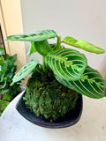 Lemon Lime Maranta Prayer Plant Kokedama