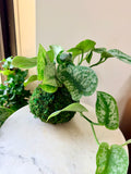 Scindapsus Exotica Kokedama