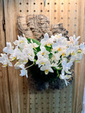 A cluster of white orchid flowers with yellow centers and green stems, arranged against a rustic cork and wood panel background.