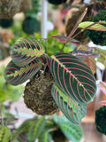 Red Maranta Prayer Plant Kokedama Japanese Moss Ball