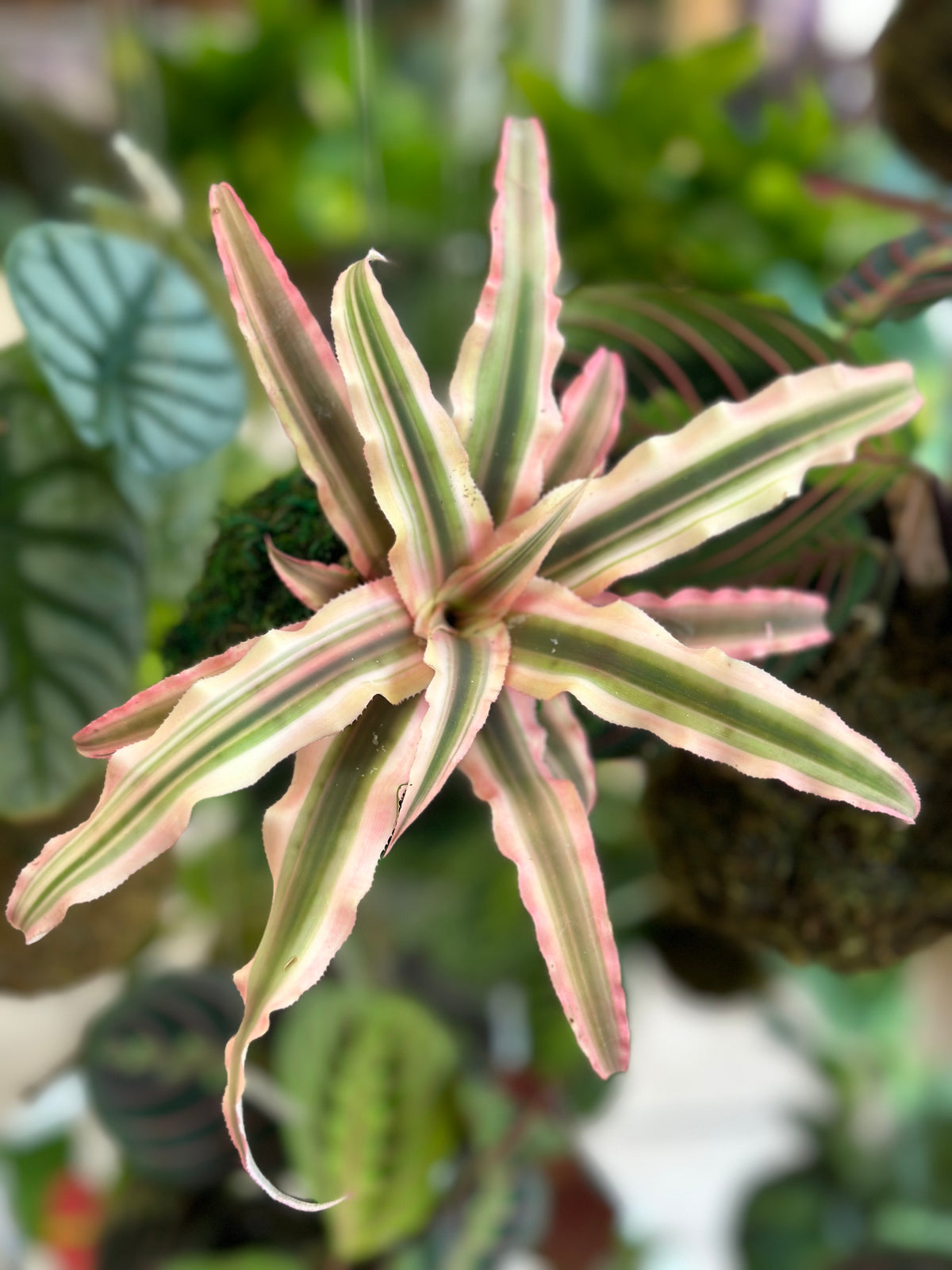 Pink Earth Star Kokedama Japanese Moss Ball