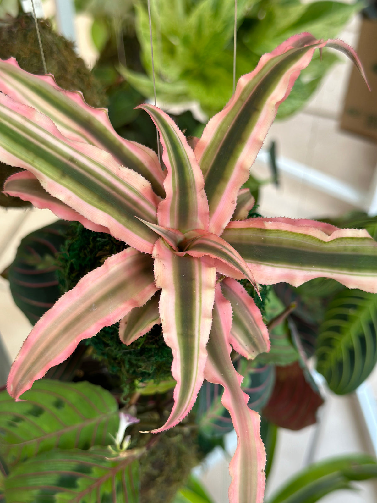 Pink Earth Star Kokedama Japanese Moss Ball