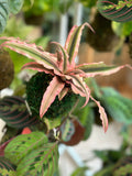 Pink Earth Star Kokedama Japanese Moss Ball