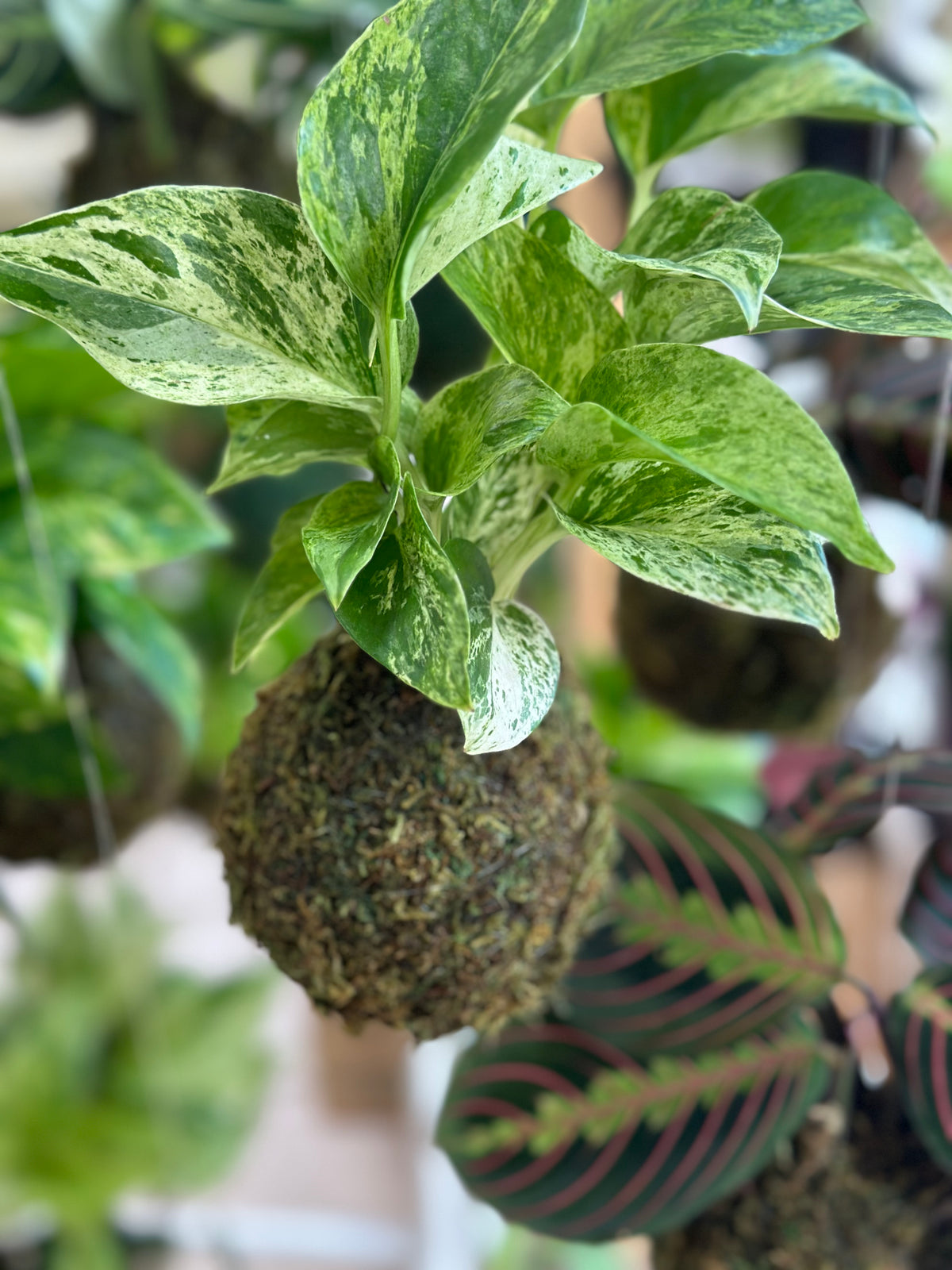 Marble Queen Kokedama Japanese Moss Ball