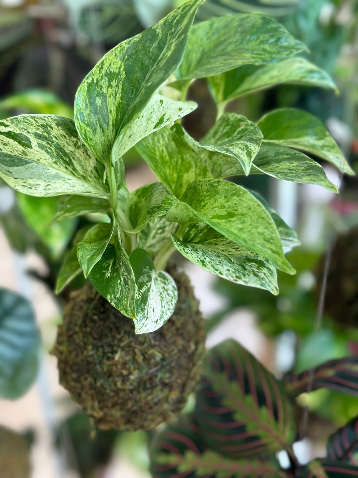 Marble Queen Kokedama Japanese Moss Ball