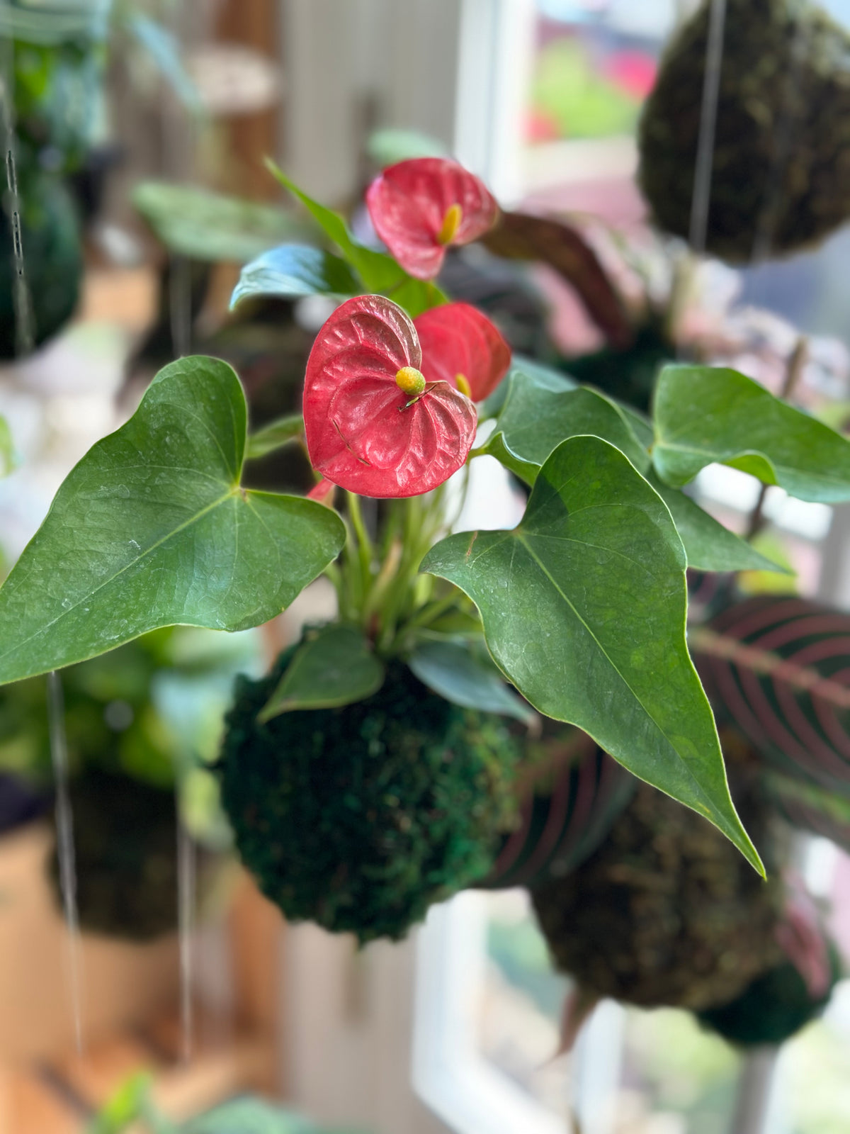 Coral "Flaming Flower" Anthurium Kokedama Japanese Moss Ball