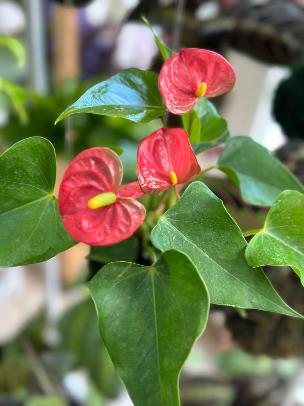 Coral "Flaming Flower" Anthurium Kokedama Japanese Moss Ball