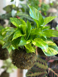 Golden Pothos Kokedama Japanese Moss Ball
