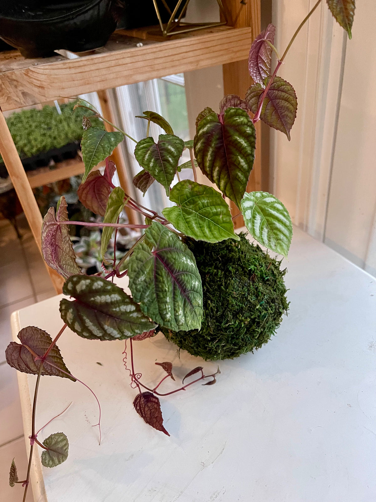 Cissus Discolor Kokedama