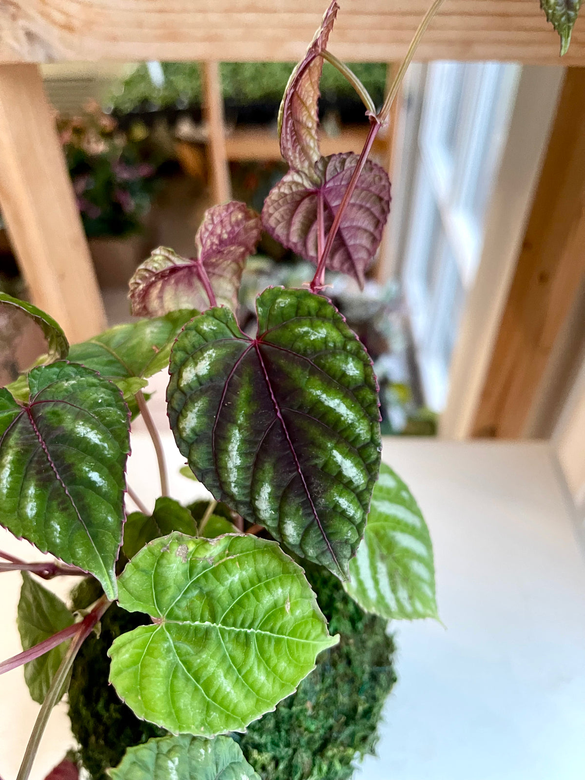 Cissus Discolor Kokedama