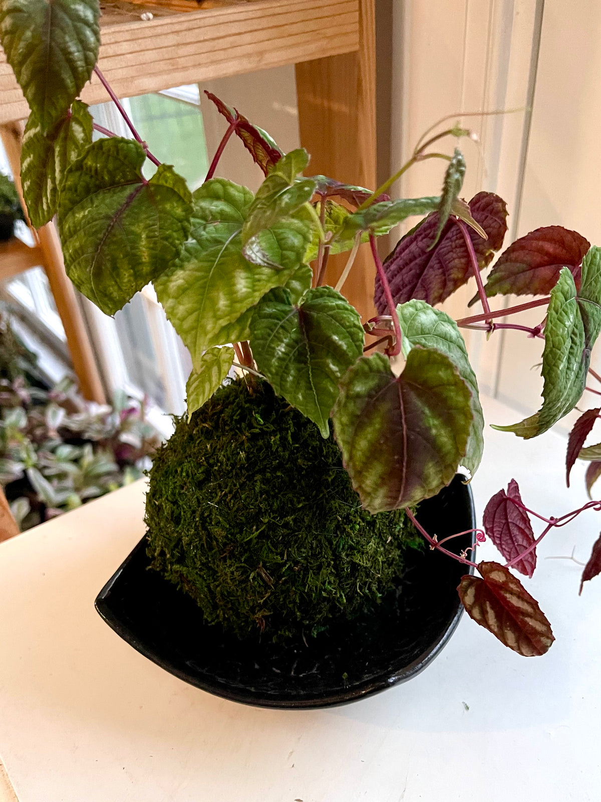 Cissus Discolor Kokedama