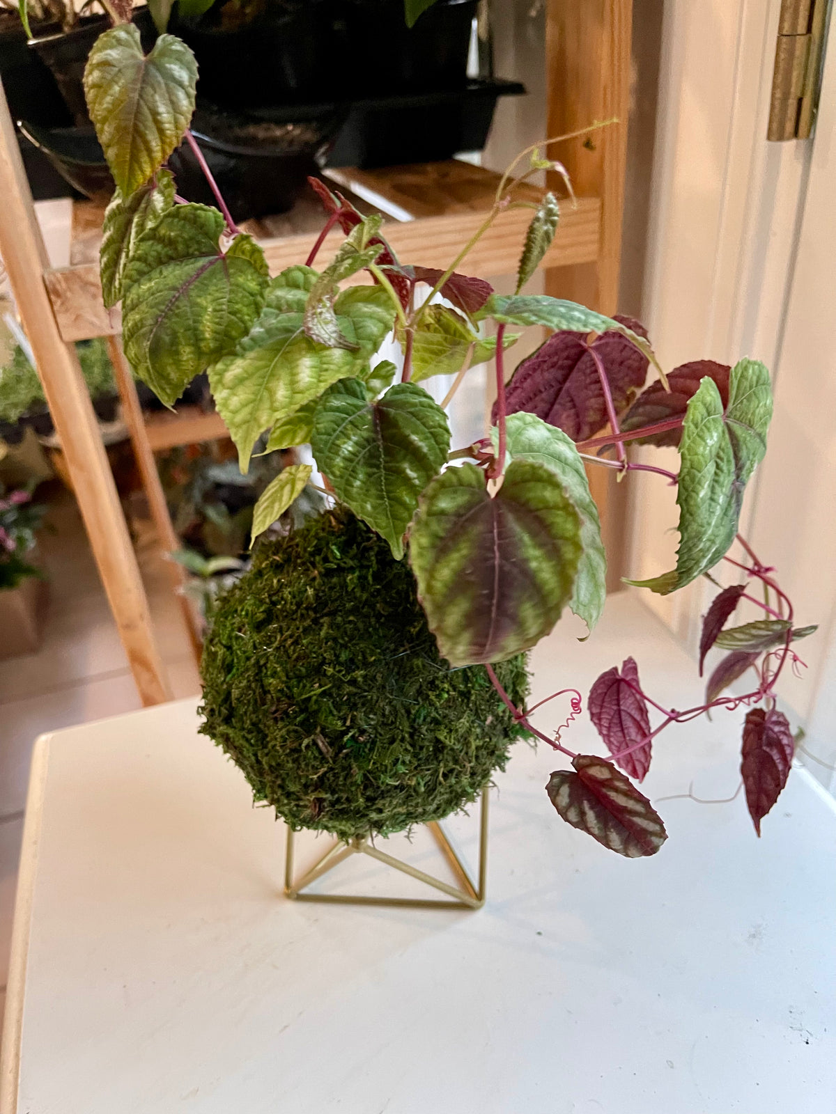 Cissus Discolor Kokedama