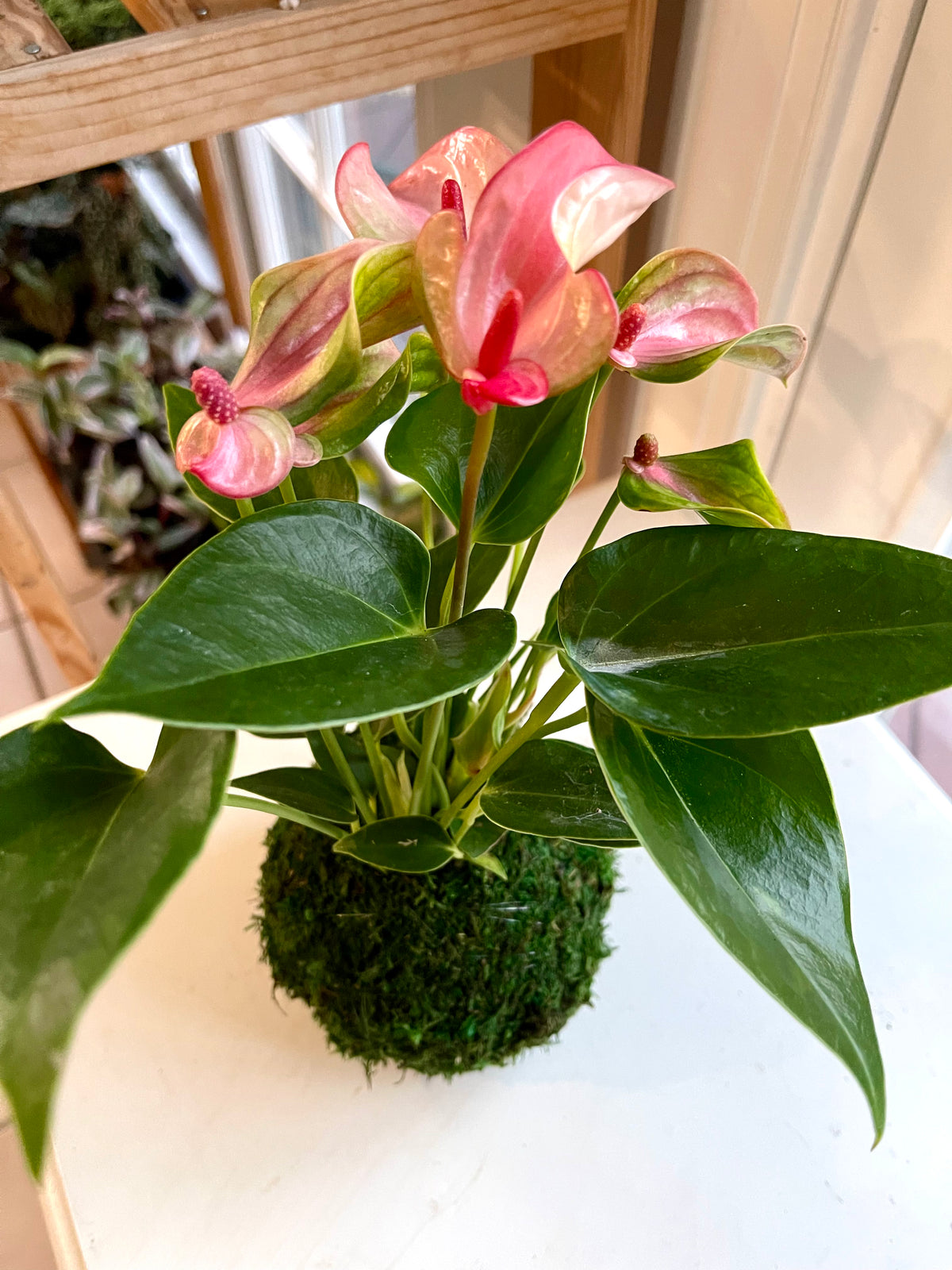 kokedama anthurium Petite Pink Anthurium Kokedama – Plants & What Knot