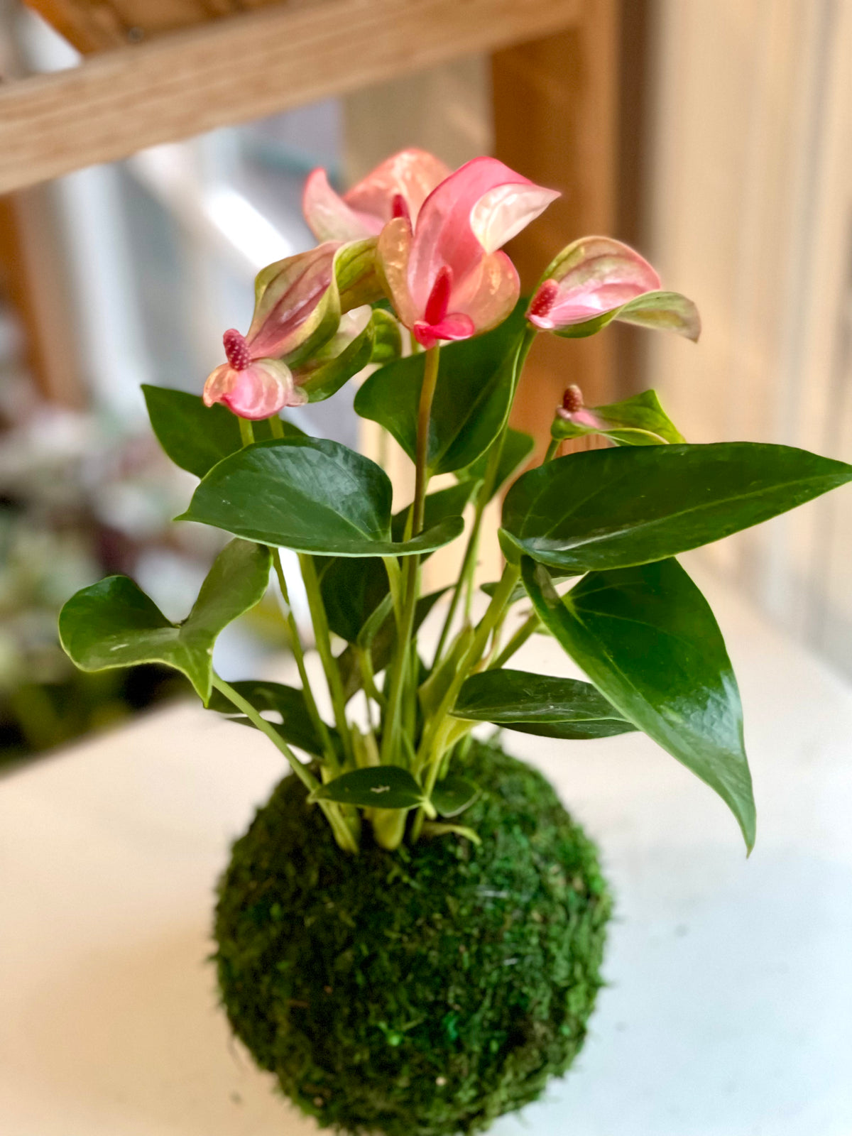 anthurium pink and green Petite Pink Anthurium Kokedama – Plants & What Knot