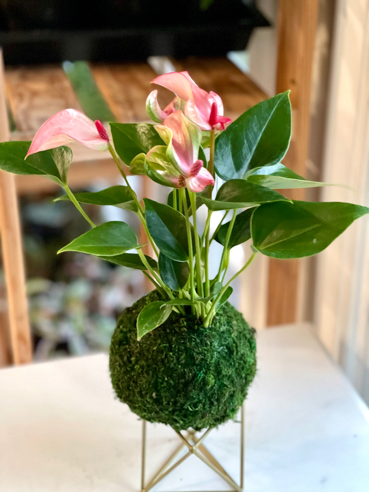 anthurium pink christina Petite Pink Anthurium Kokedama – Plants & What Knot