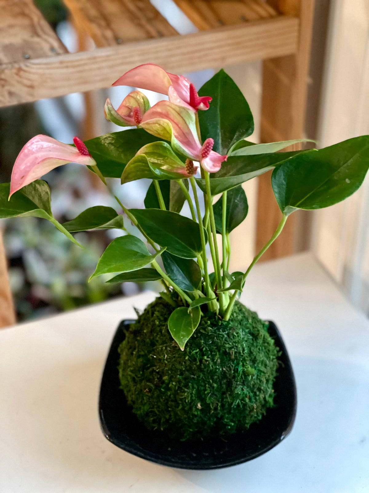 anthurium kokedama Petite Pink Anthurium Kokedama – Plants & What Knot